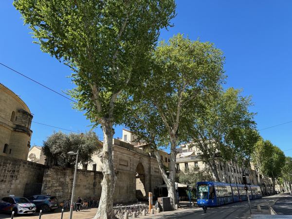 Vente Immobilier Professionnel Local commercial Montpellier 34000